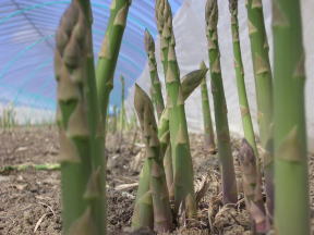 ハウスアスパラ