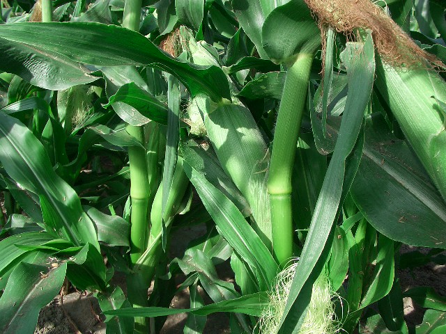 ゴールドラッシュ