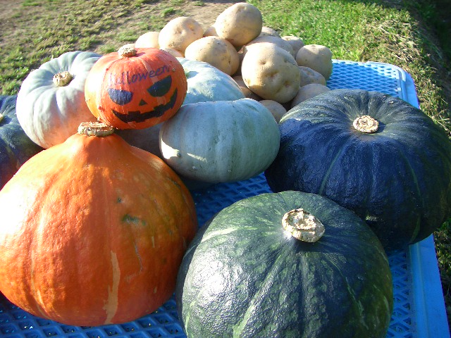 ��Z���Ⴊ����